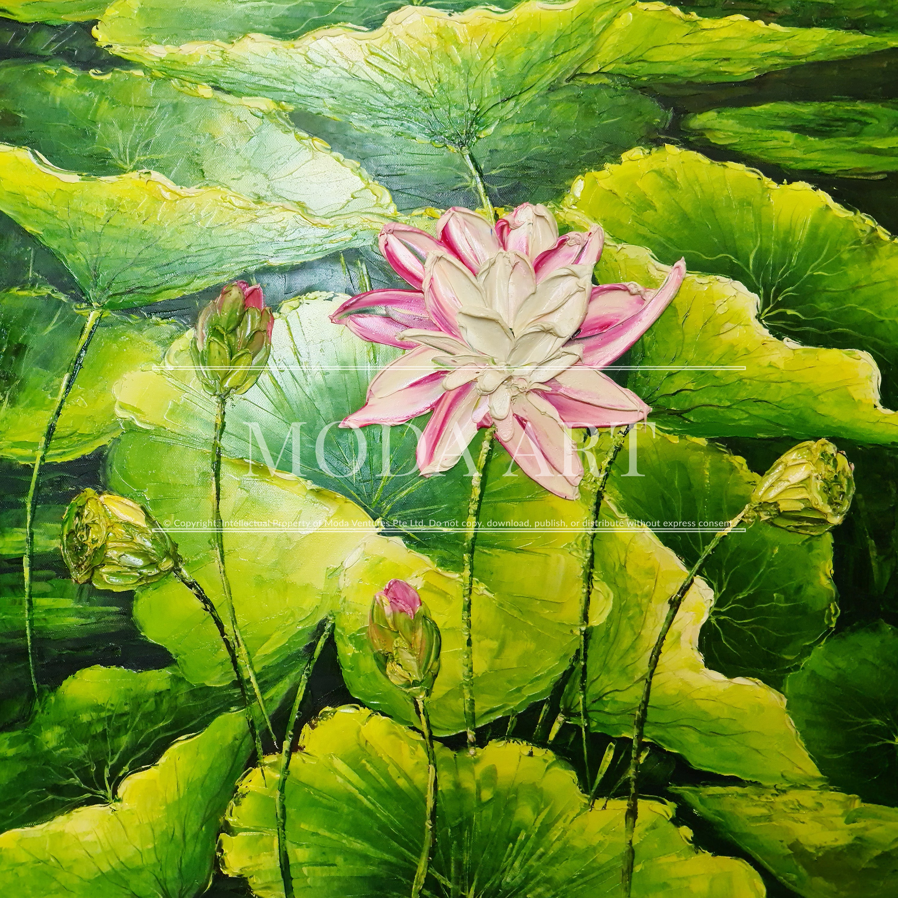 Waterlily