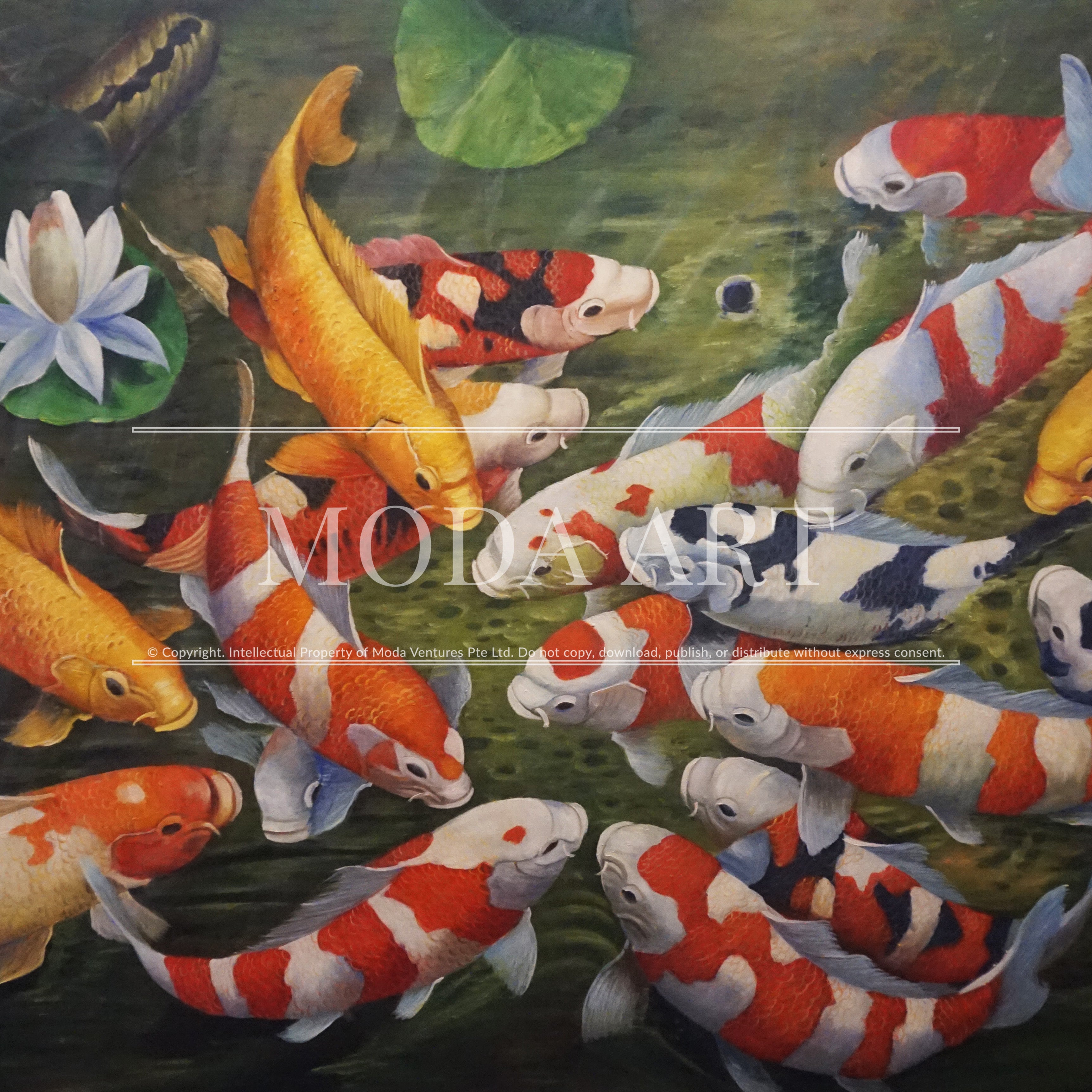 Koi In Clear Water